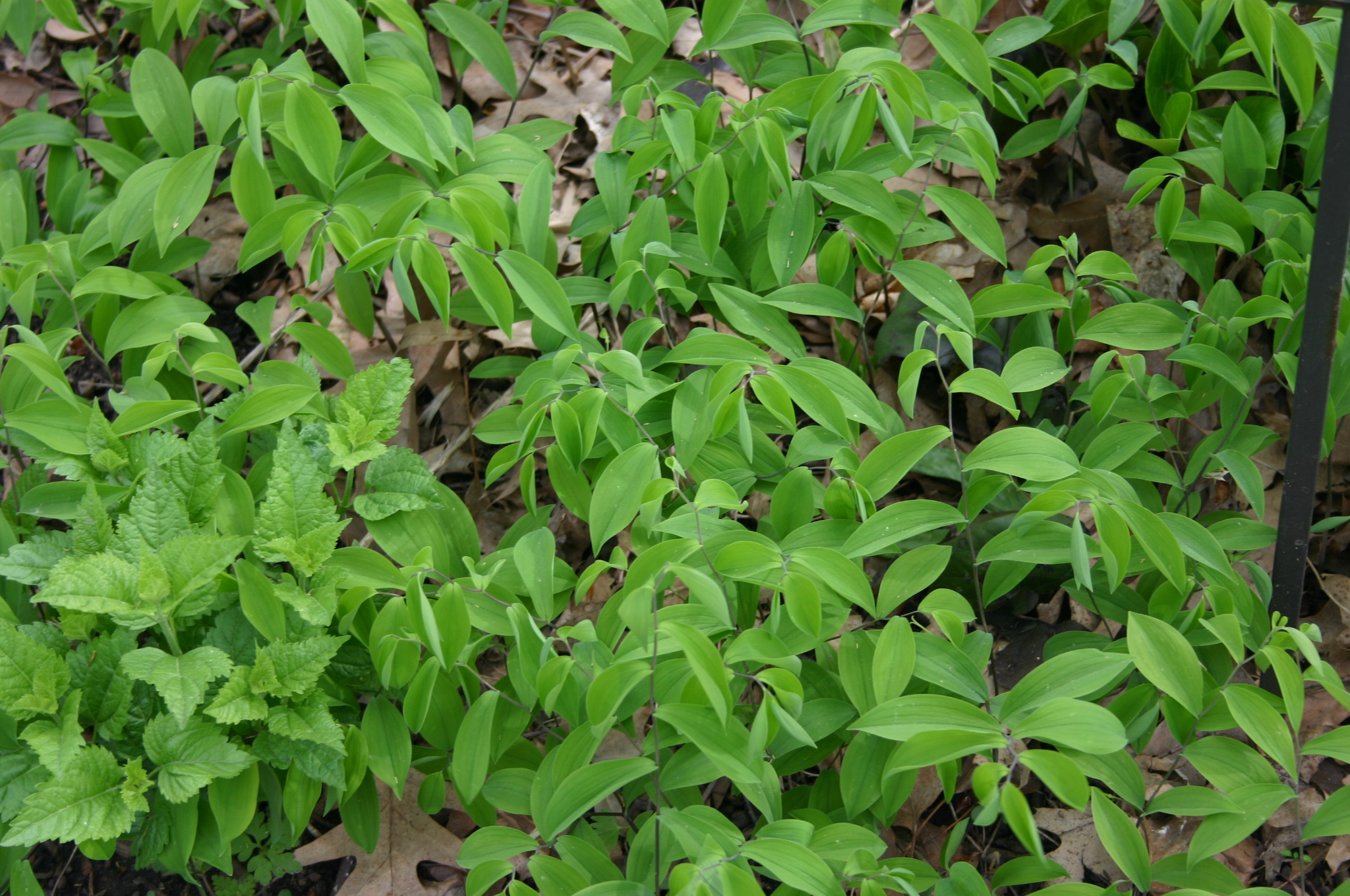 an image of a very small garden with some plants