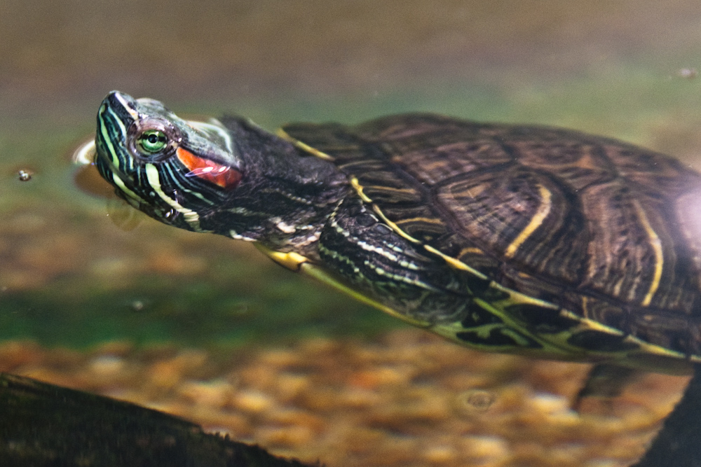 an animal with red, yellow and black stripes on his head