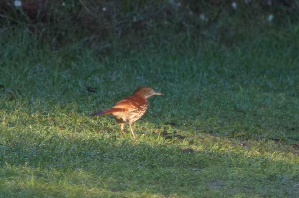 a small brown bird standing in a grass area