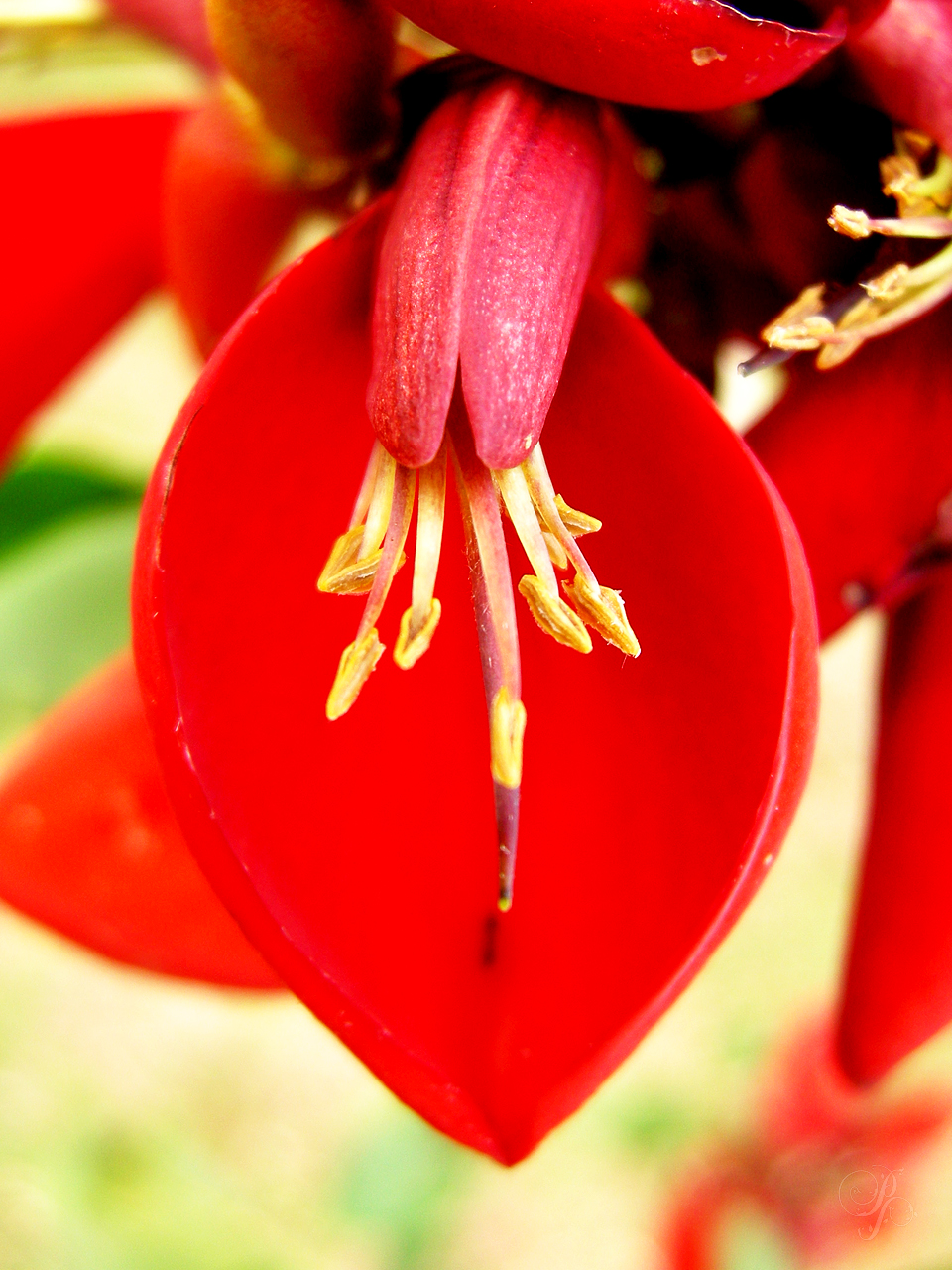 red flower with yellow stamen and green leaves