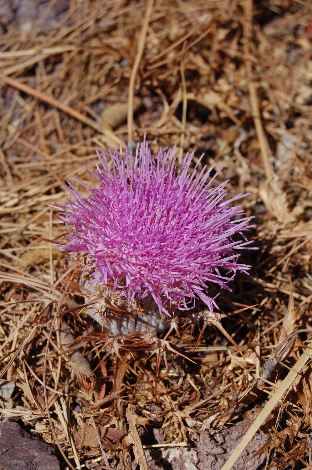 an extremely colorful pink flower is on the ground