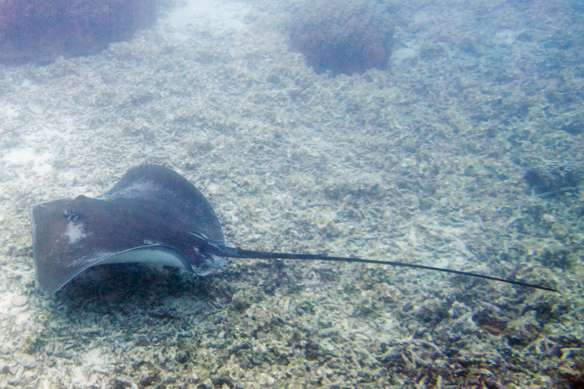 a stingfish resting on a sea floor