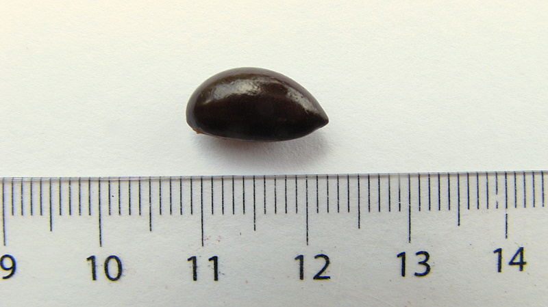 a single leaf shaped stone next to a ruler