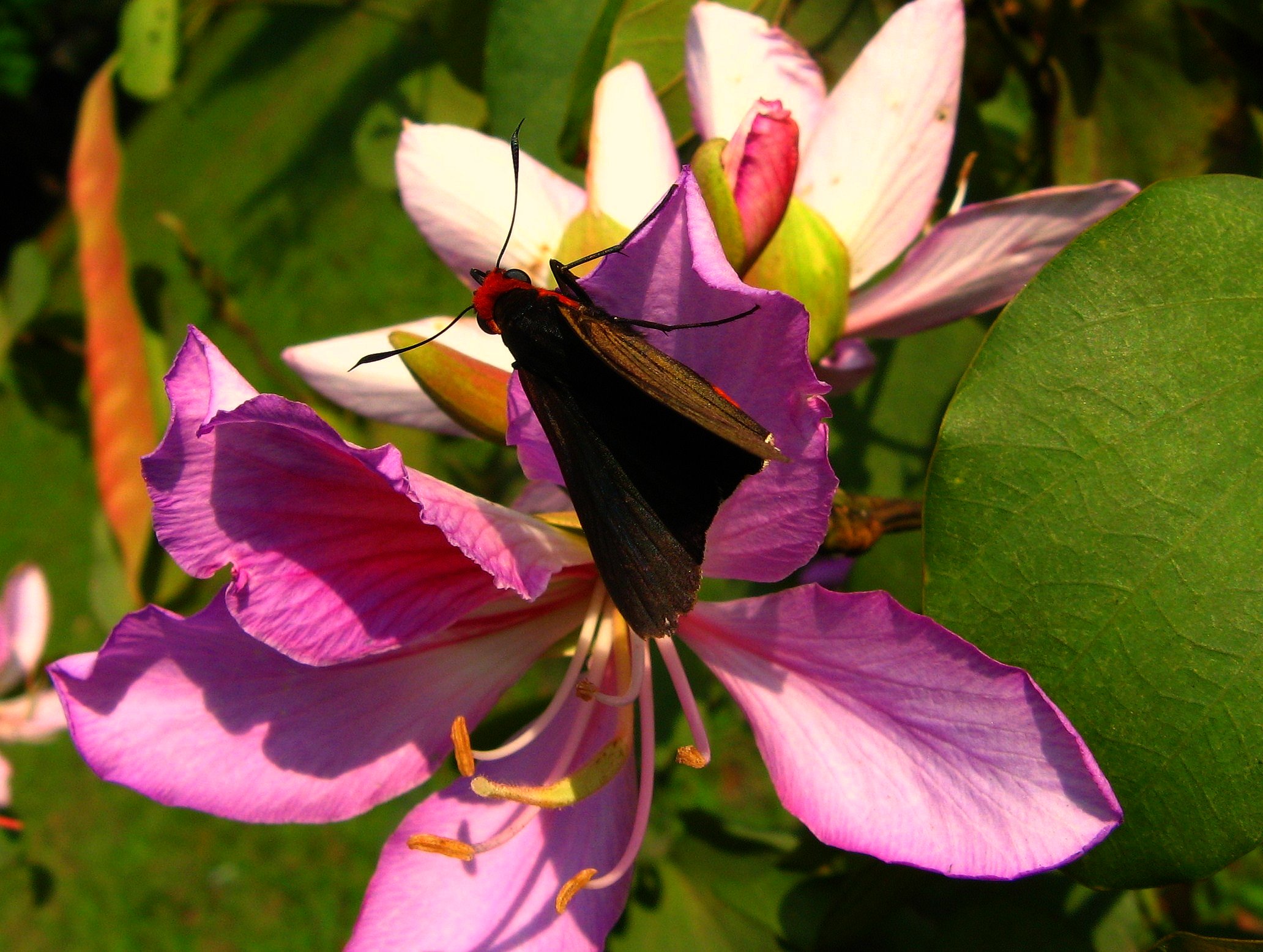 a colorful bug standing on a flower in front of some leaves