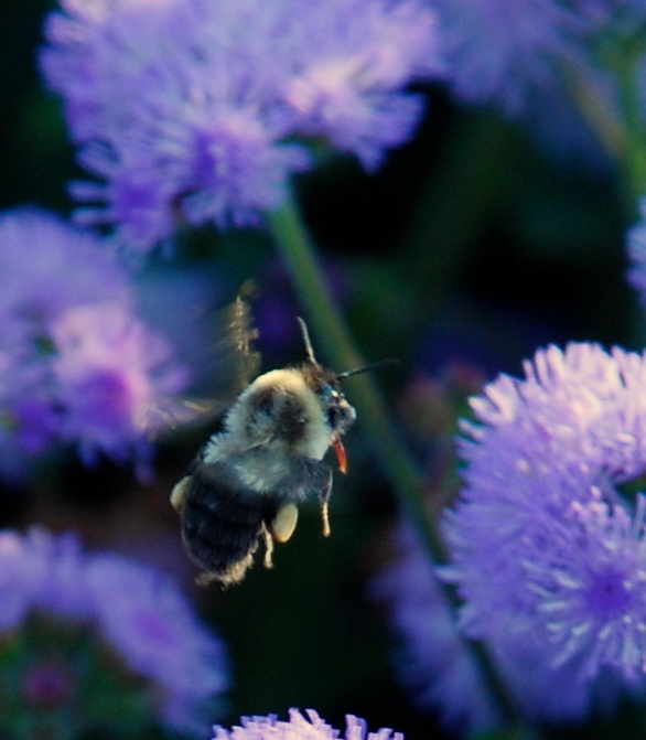 a bee flying above some purple flowers