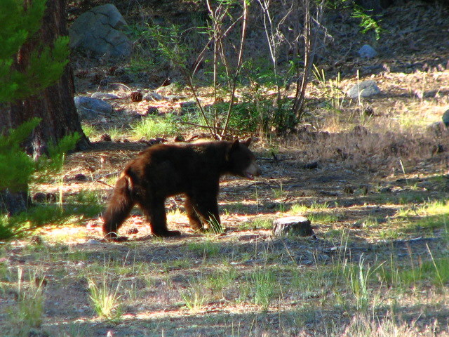 a black bear walks through the woods near the trees