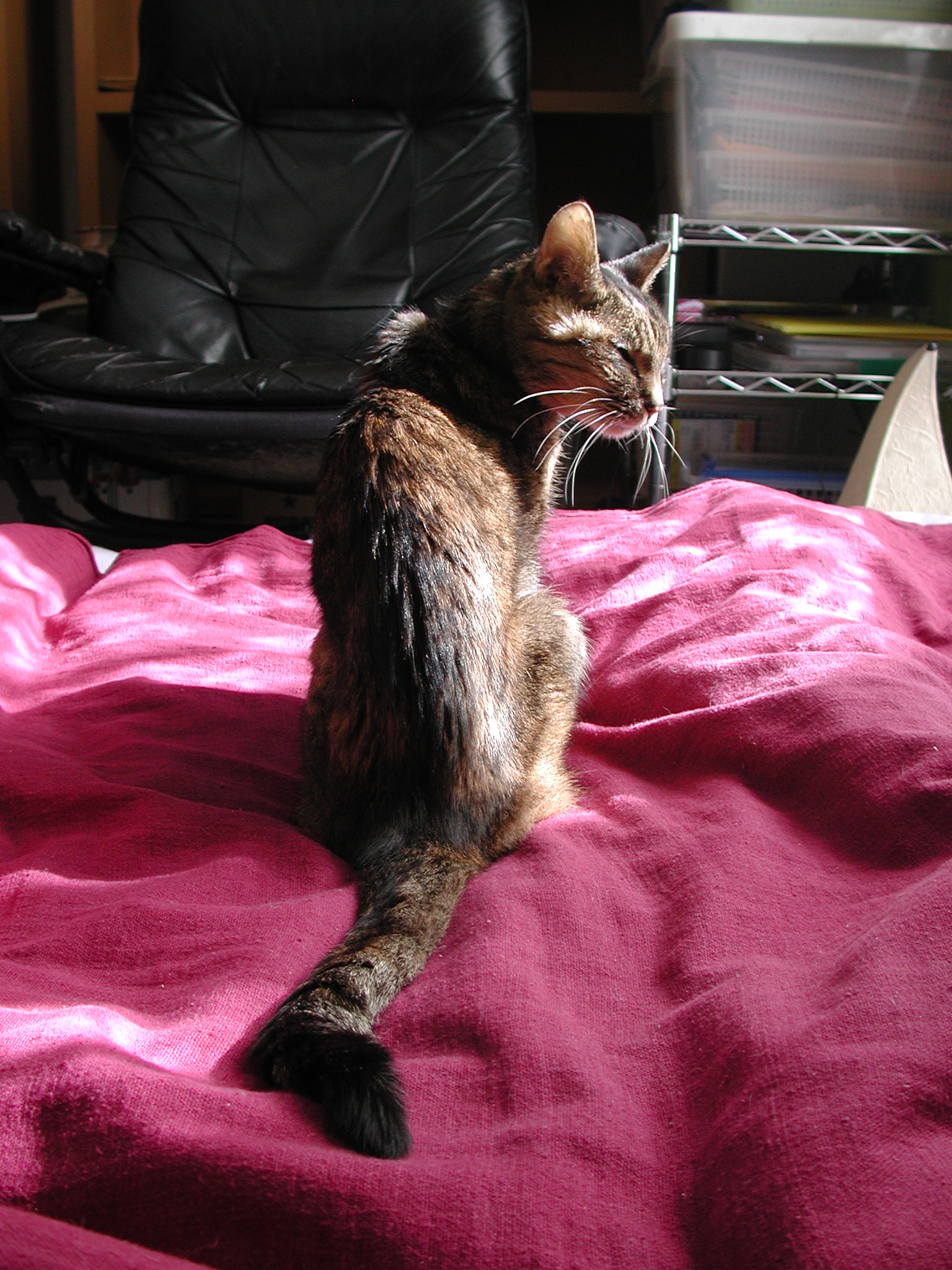 a cat sitting on a bed with a pink comforter