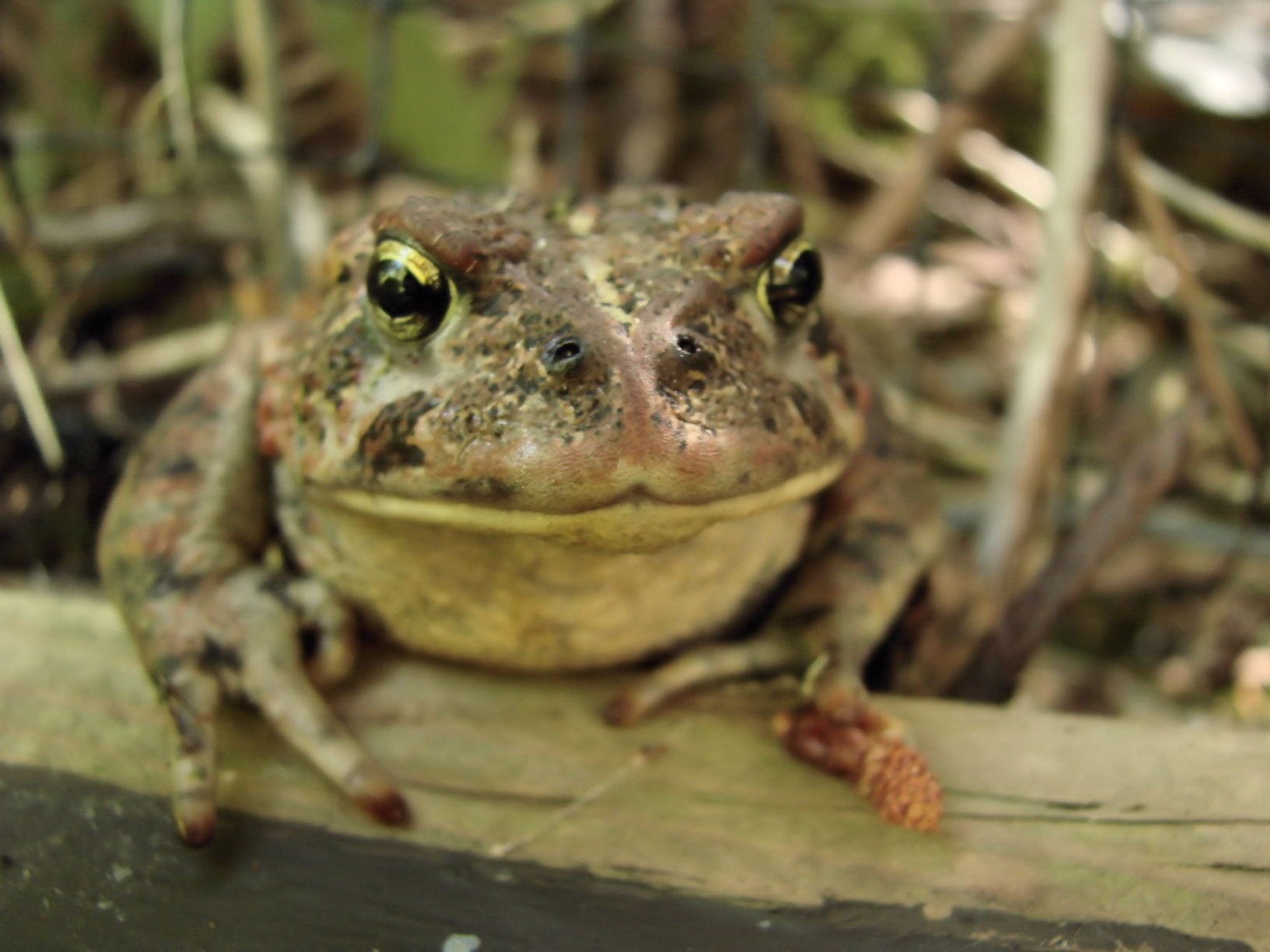 there is a frog that is sitting on a log