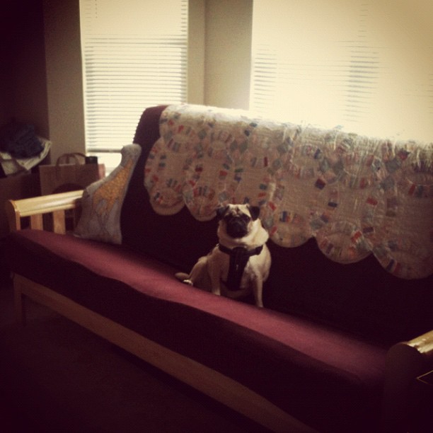 the small dog is sitting on the futon