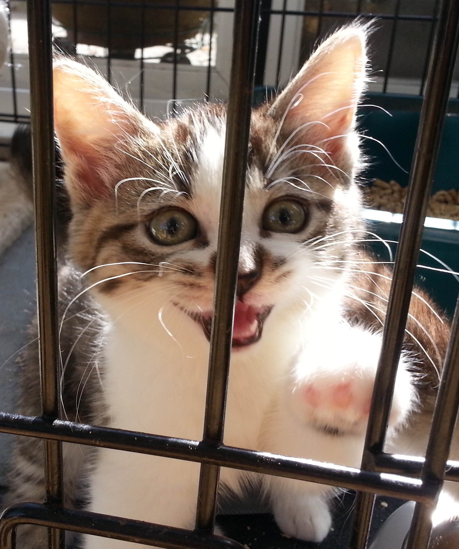 a kitten sticking out its tongue out in a cage