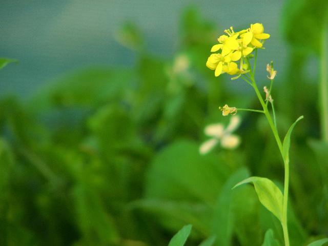 a small yellow flower sitting in the grass