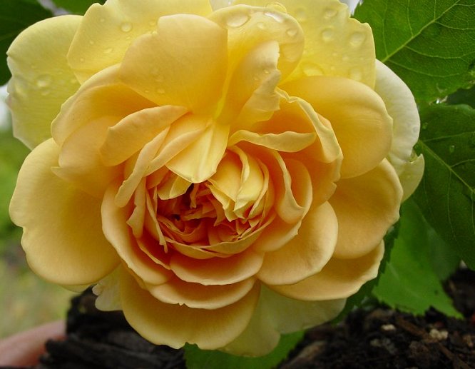 a very pretty yellow rose in bloom