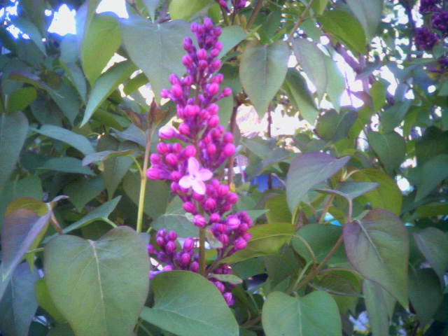 purple flowers growing on tree nches in the sunlight