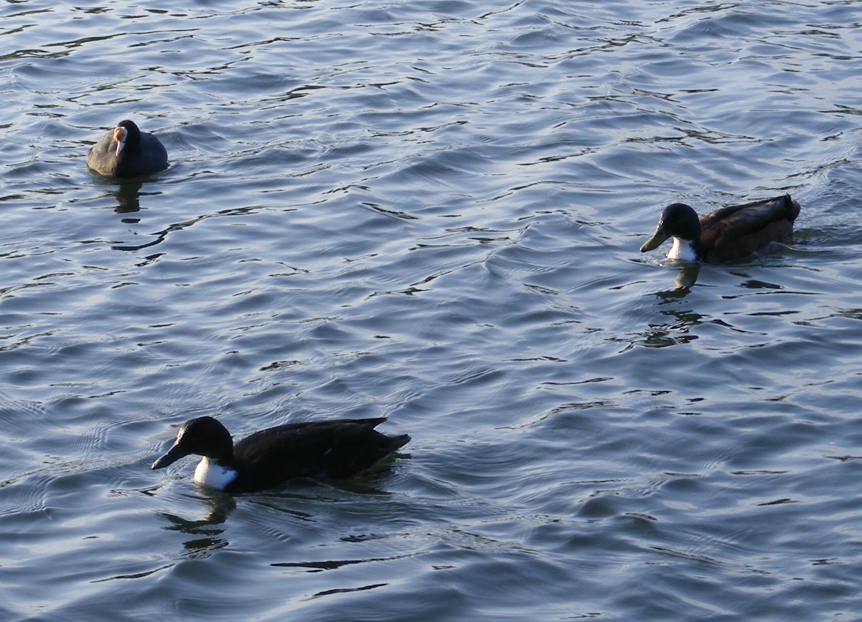 two ducks in the water one is brown and one is black
