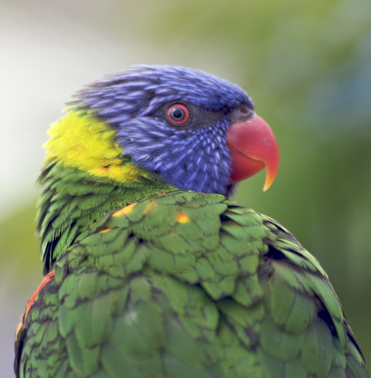 a colorful parrot is perched on a nch