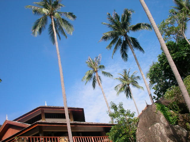 some tall palm trees standing next to a building