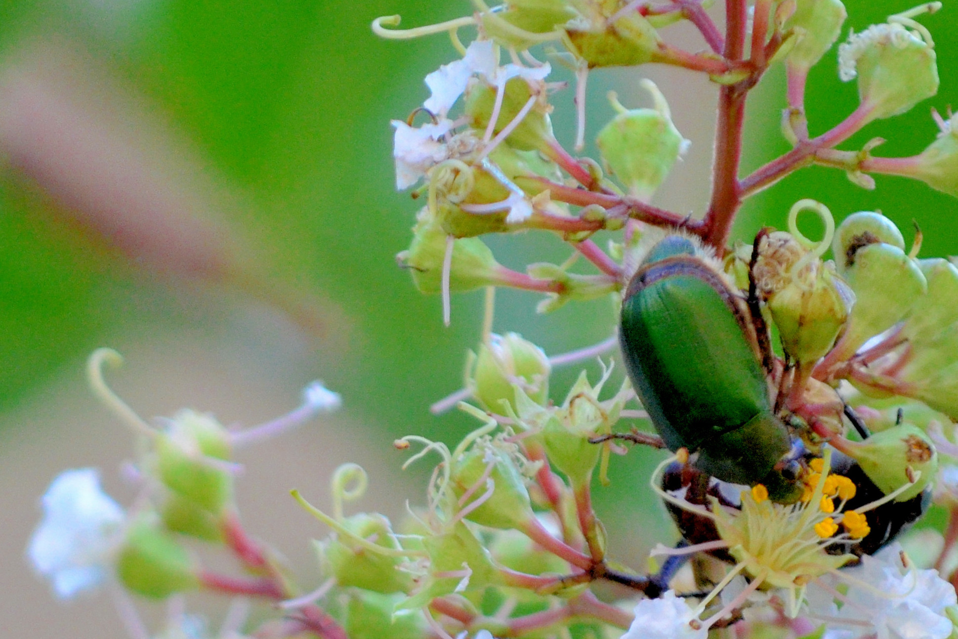 a bug that is perched on some flowers