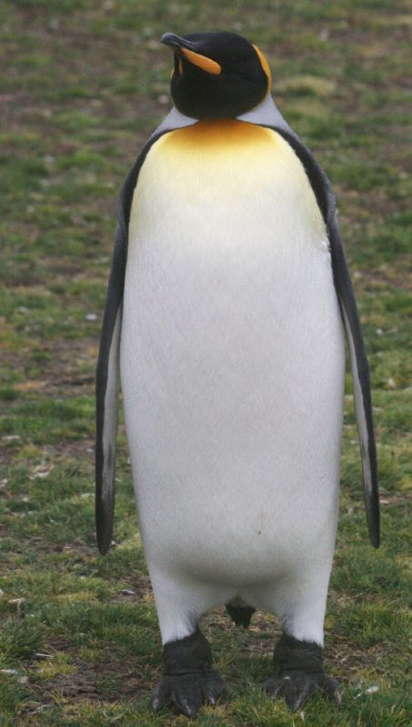 an image of a penguin that is looking at soing
