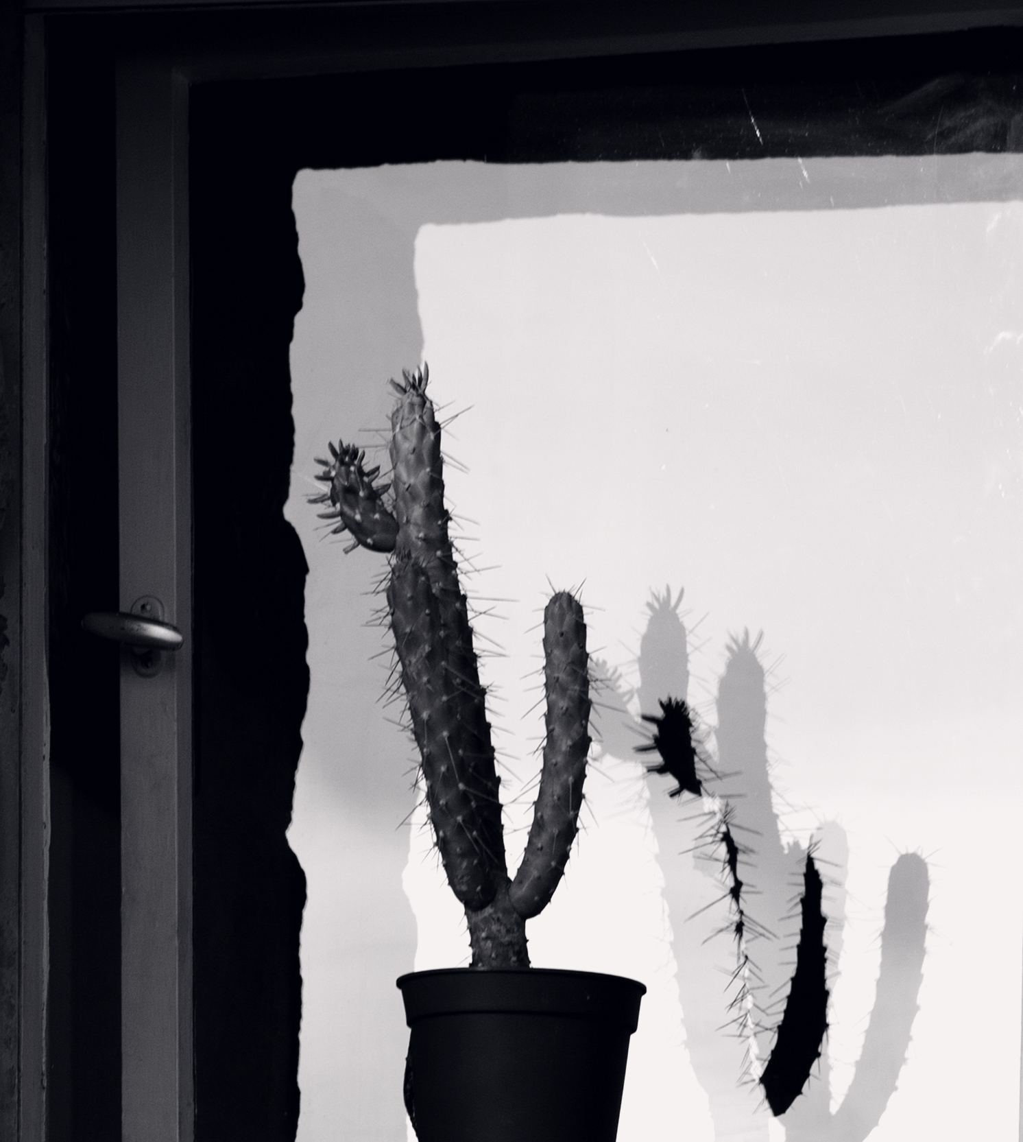 a cactus sitting in a small pot next to a door