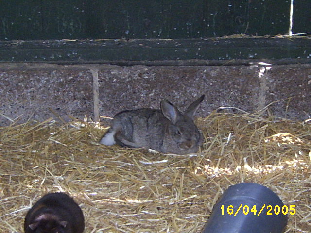 two rabbits laying down in hay, one looking at the camera