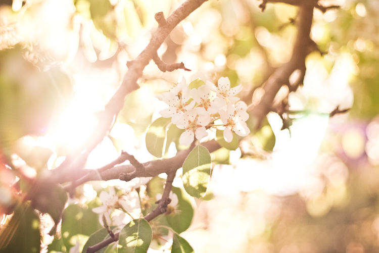 white flowers on nch of tree in sunlight