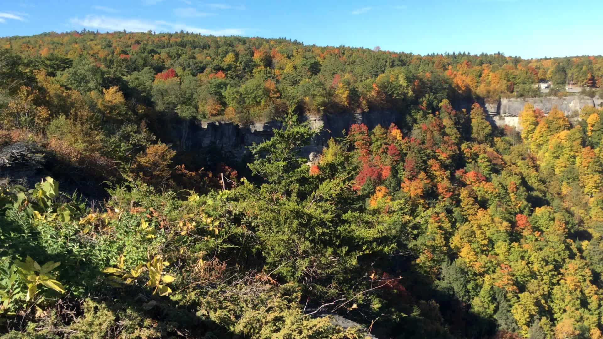 a tree covered hill with lots of colorful trees