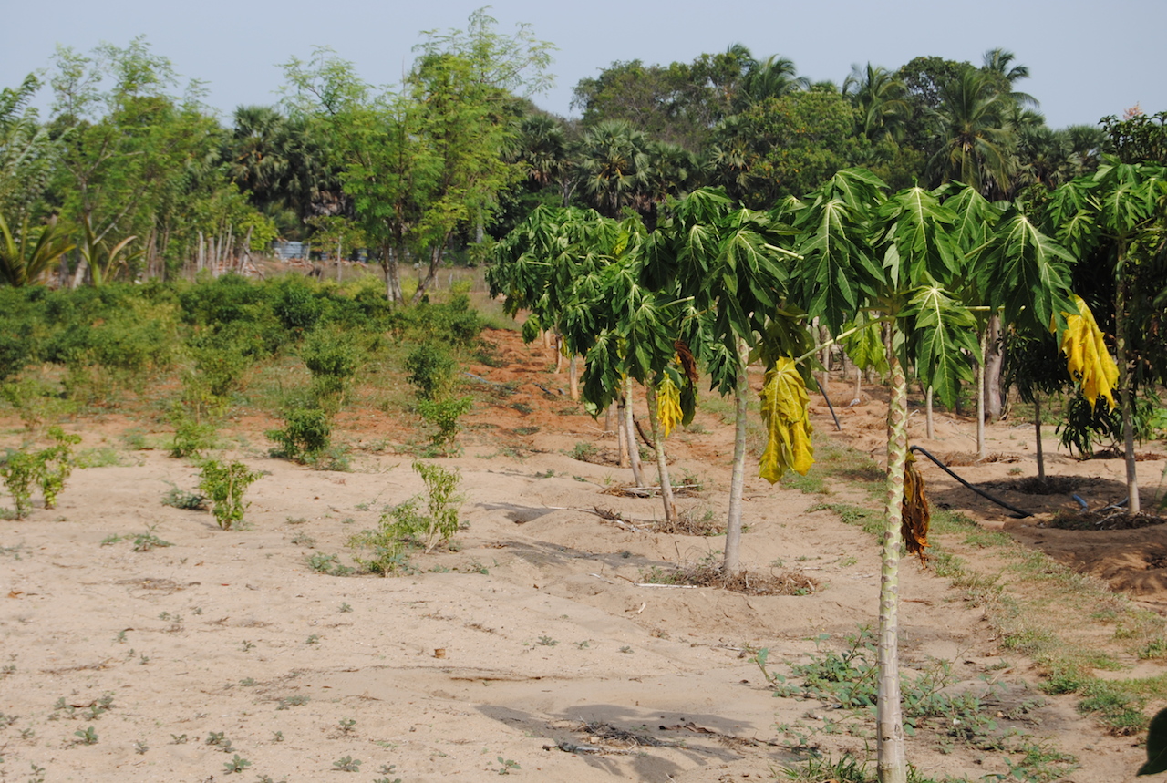 a bunch of banana trees in a field of dirt