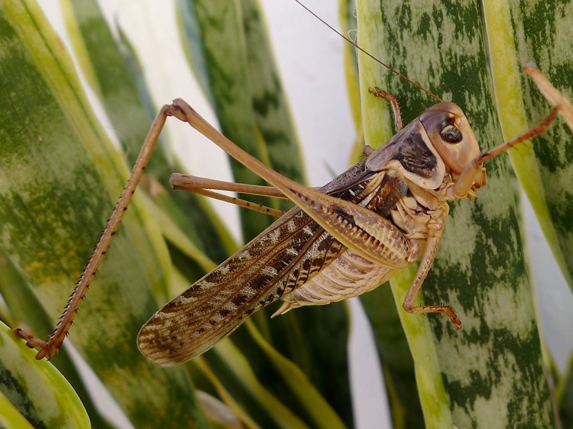 a close up of a grasshopper insect on a plant