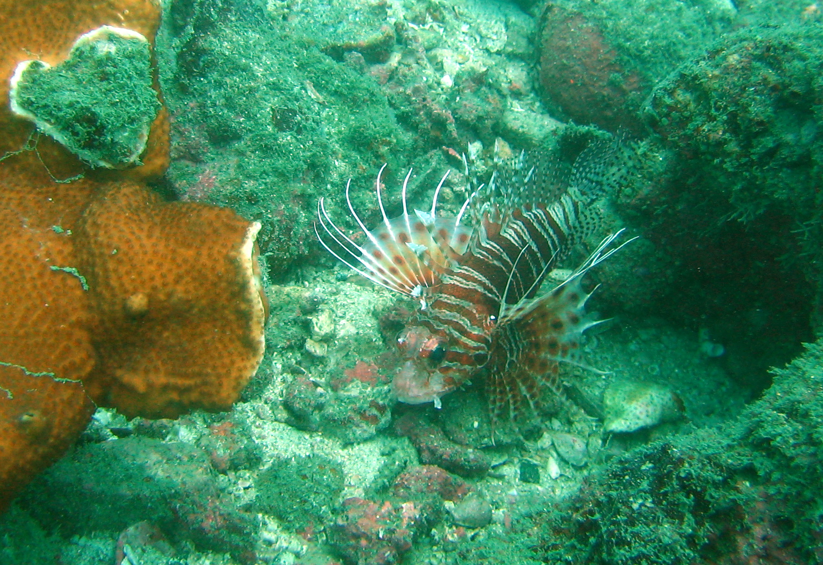 a sea lion swimming next to a coral and sponges