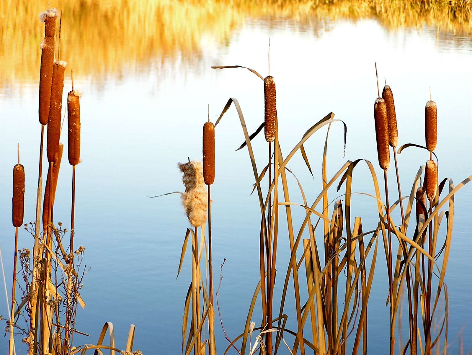 reeds in water next to a large body of water