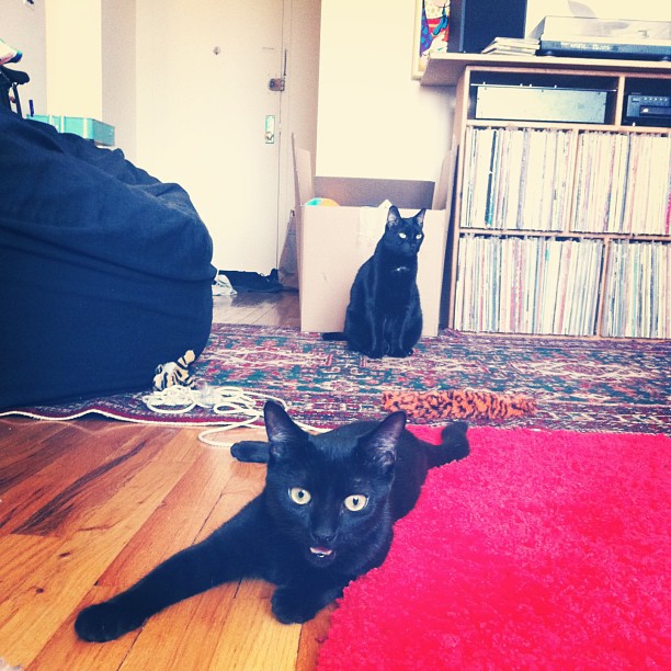 two black cats are laying on the floor next to an old record case