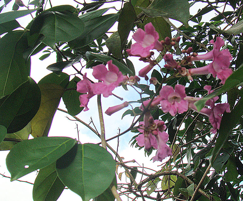 a bush full of pink flowers sitting under some green leaves