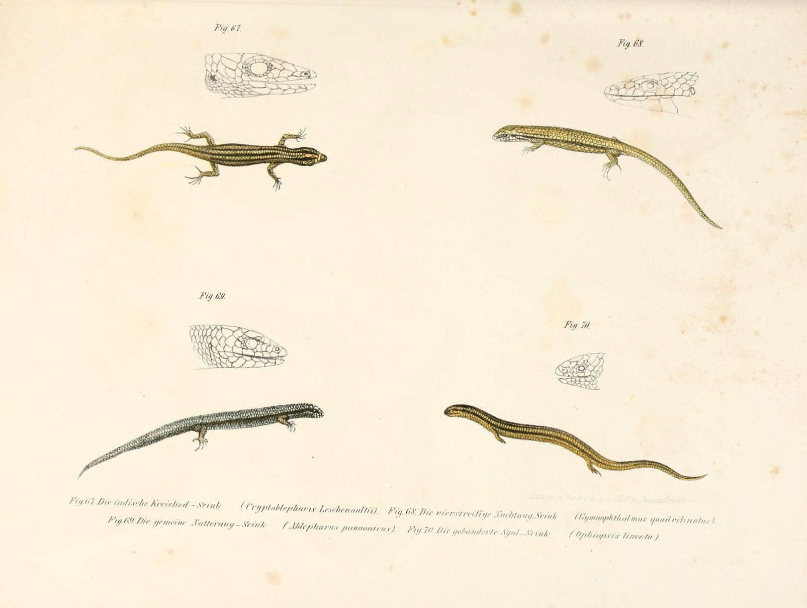 a group of lizards on top of a book