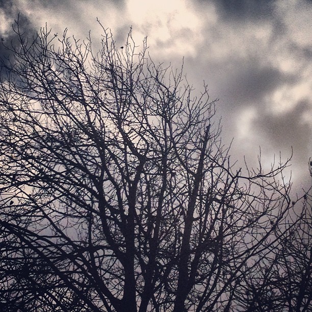 nches against a grey sky, in silhouette