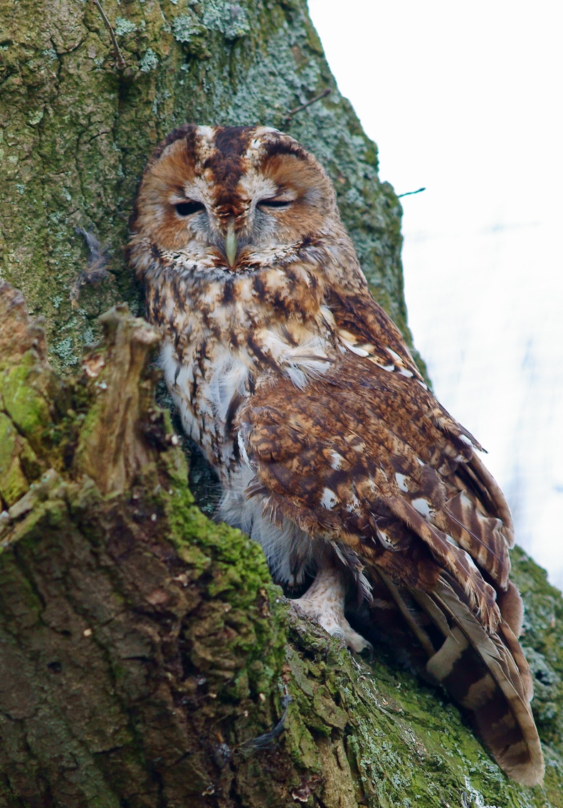 an owl is sitting on the base of a tree trunk