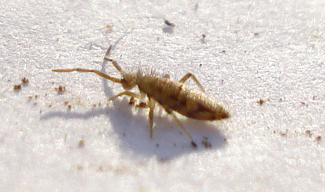 a brown insect standing on top of a white ground