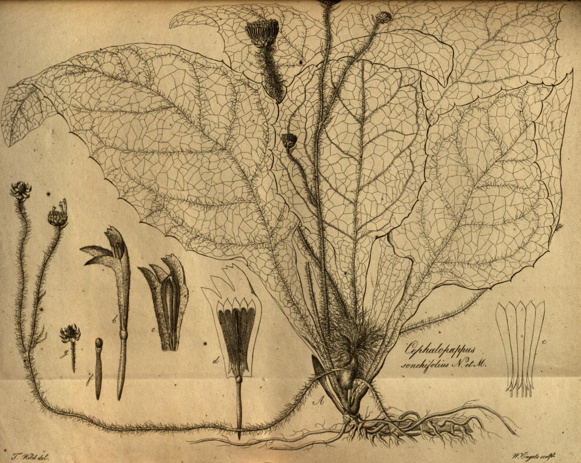 an old - fashioned drawing of plants, including two large leaves and a plant sprout, is shown in black