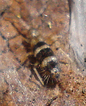 a small spider sitting on a stone near a rock