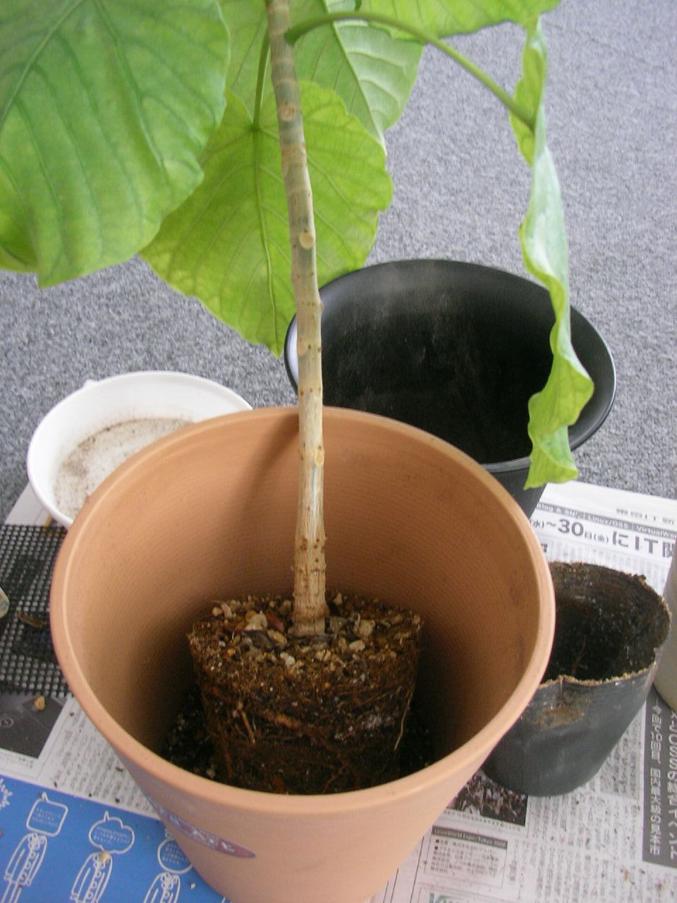 small green tree in a round pot on the desk