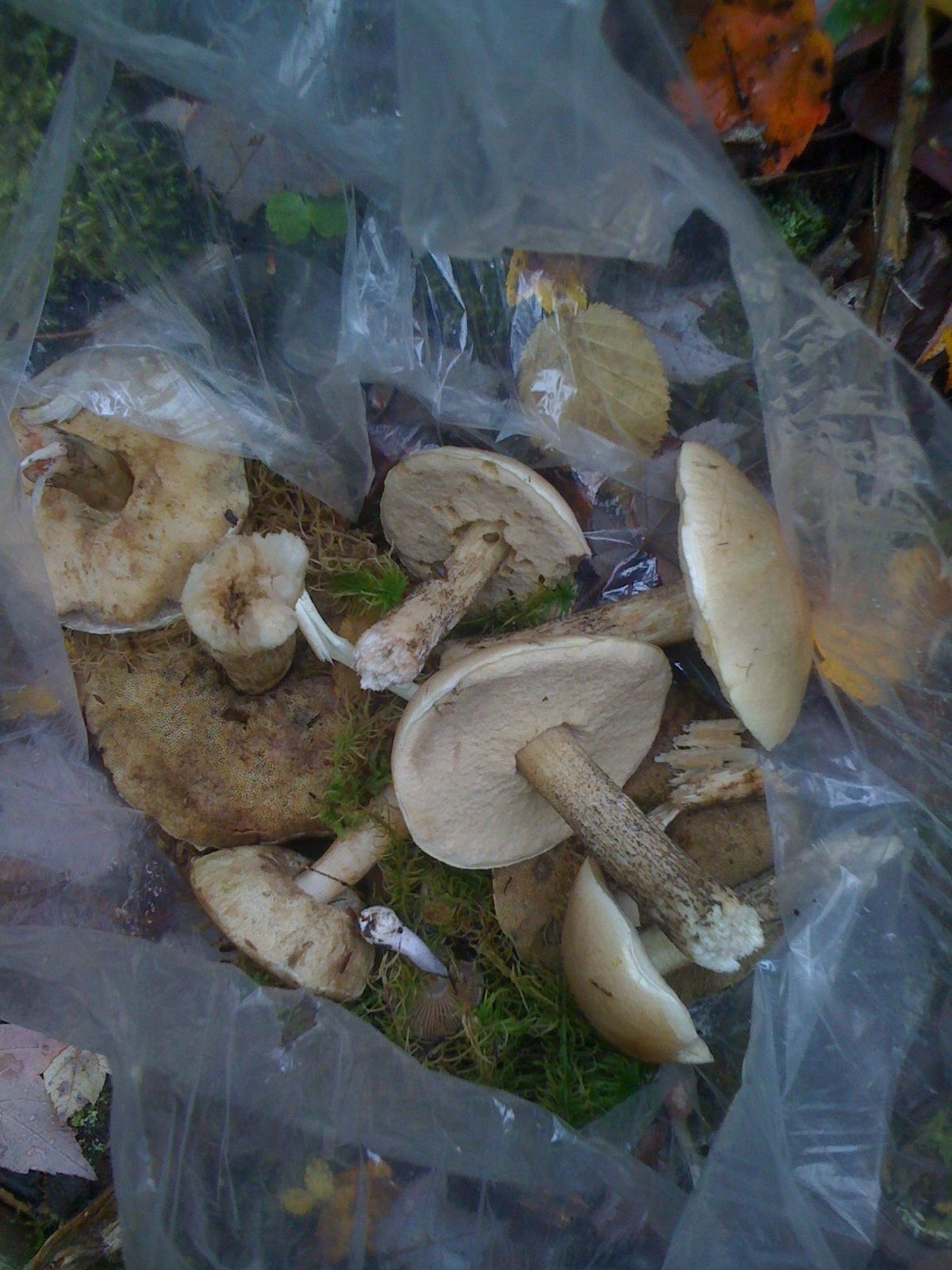 there are many mushrooms in the plastic bag