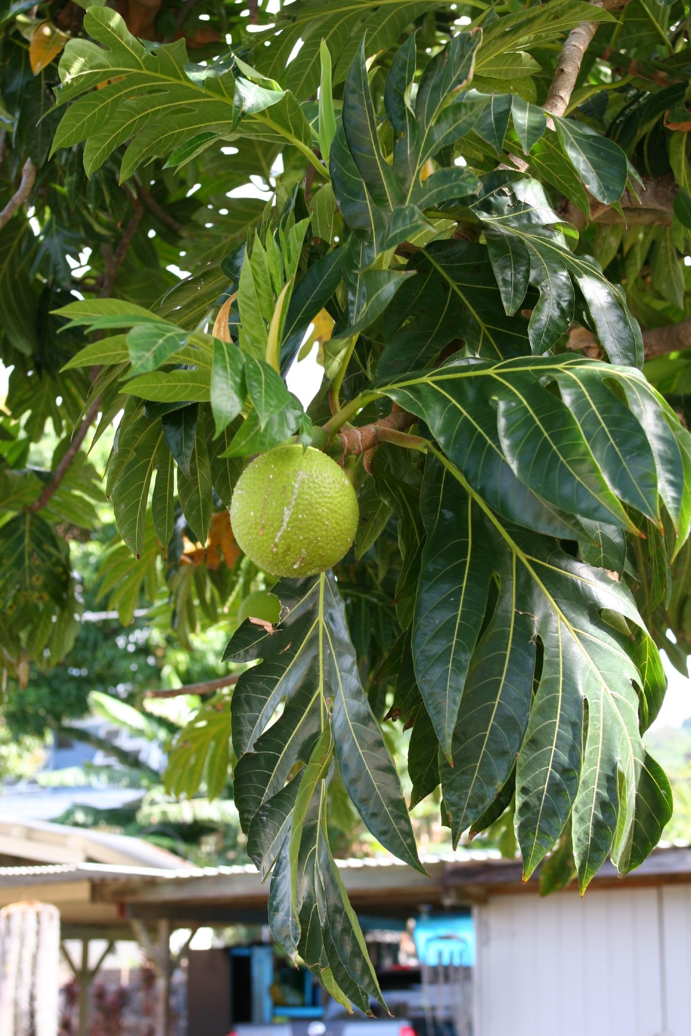 a walnut tree that has unripe fruit growing from the leaves