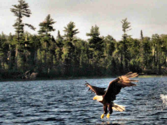 an eagle on a lake with trees and water