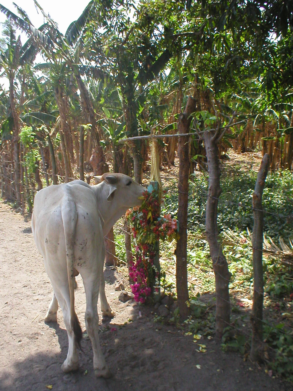 a cow eating from a plant on the side of the road