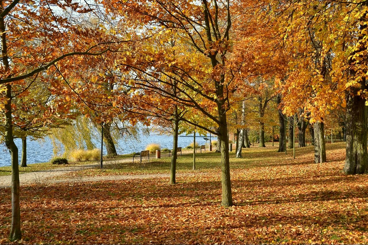 a large leaf strewn tree filled park with water in the background