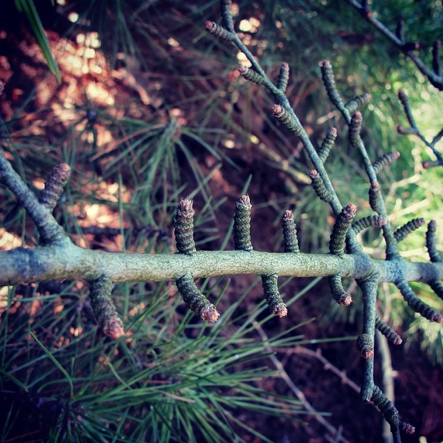 some green leaves and nches next to a pine