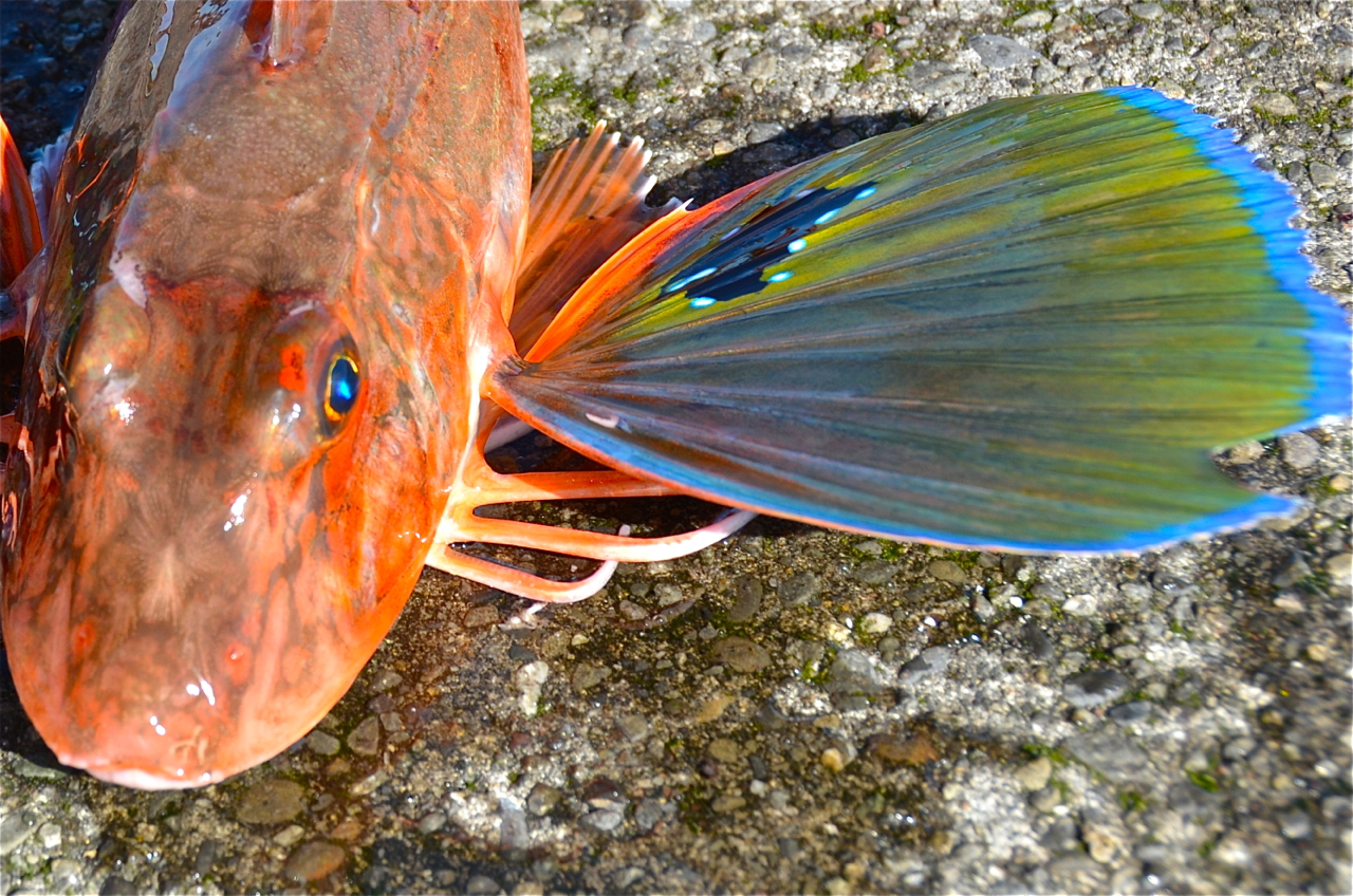 a colorful fish is on some concrete in the daytime