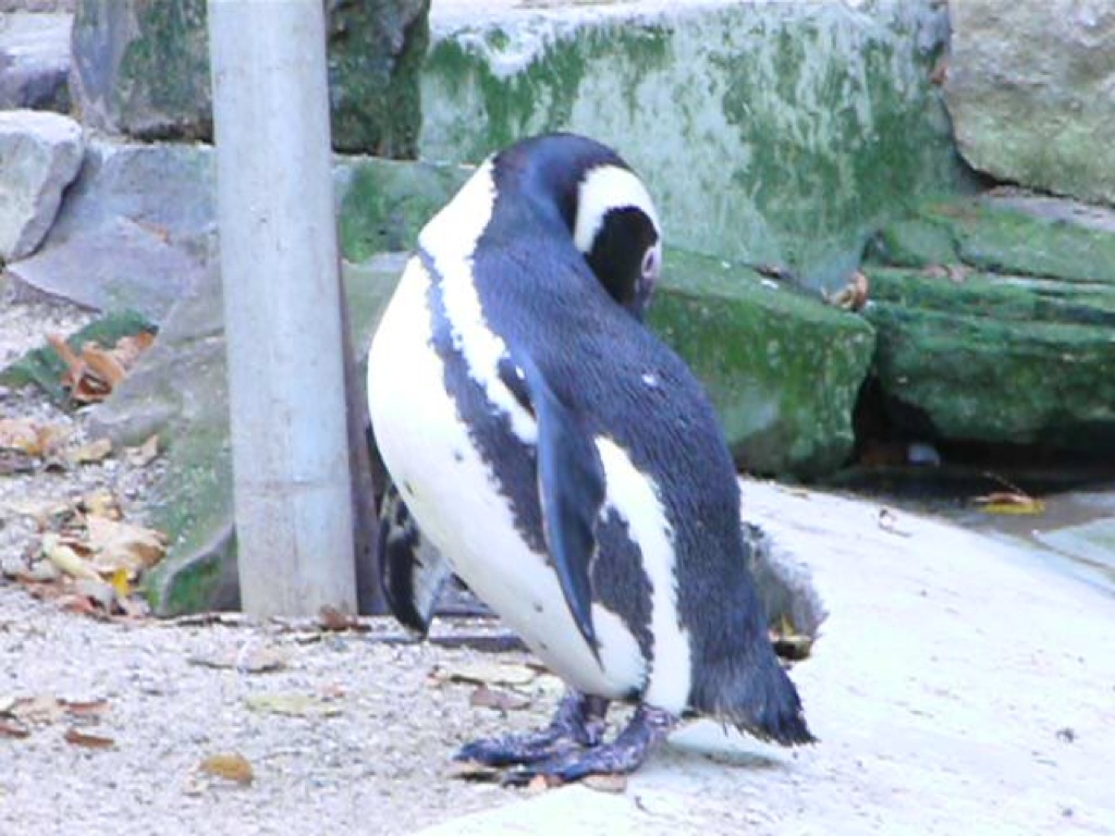 a penguin with black wings is standing on the sand near rocks