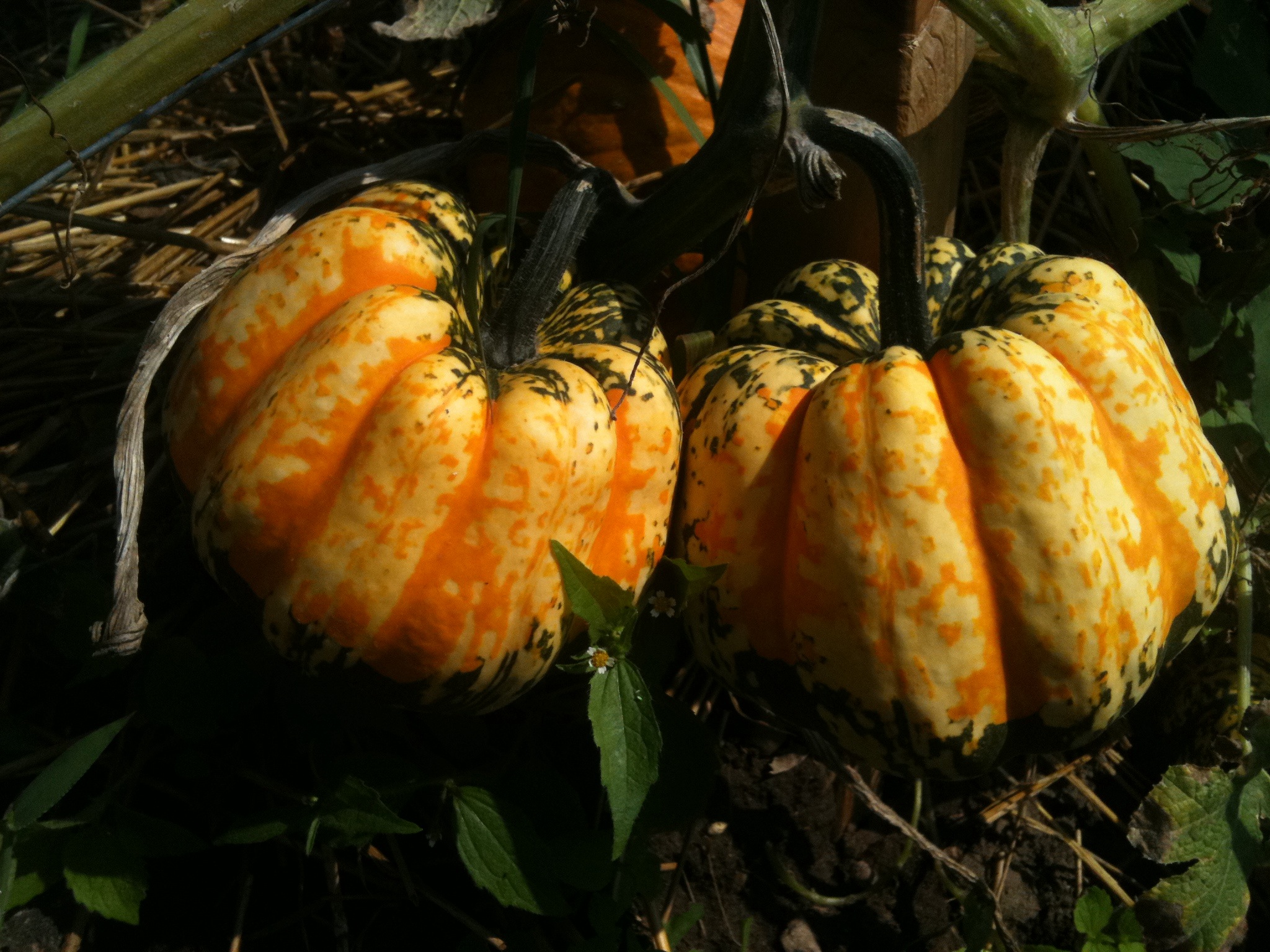 an array of squash in the sun