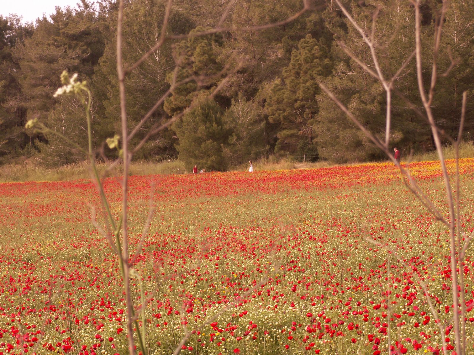 the flowers on the ground are blooming in a field