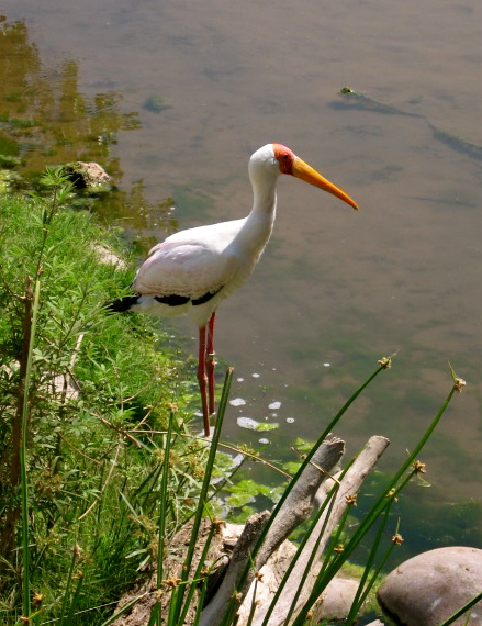 a stork standing on rocks in the grass